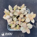Adromischus Butter Fruit Old Stem