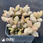 Adromischus Butter Fruit Old Stem - Image 2