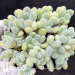 Sedum hernandezii Clsutering