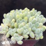 Sedum hernandezii Clsutering - Image 2
