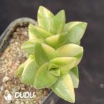Sedum Big Love Variegated