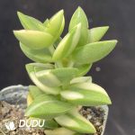 Sedum Big Love Variegated - Image 2