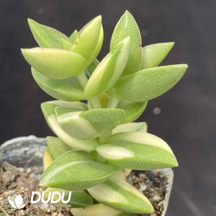 Sedum Big Love Variegated - Image 2