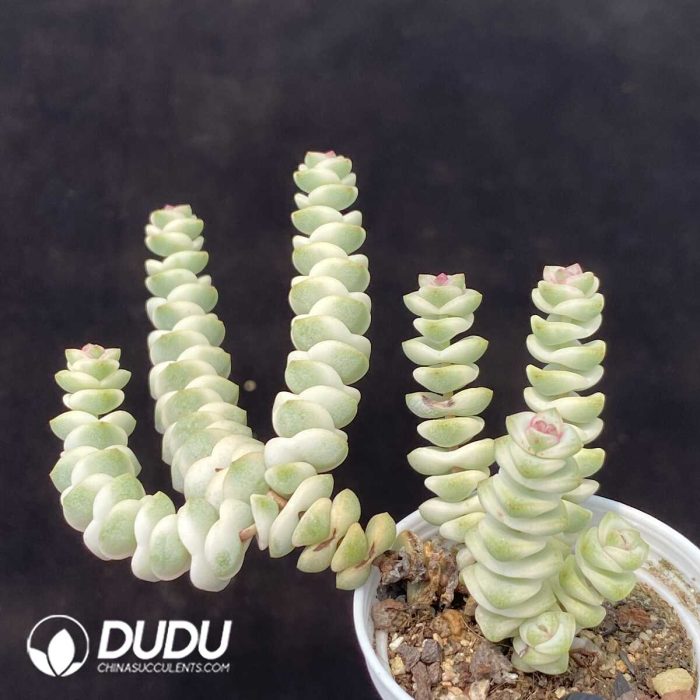 Crassula Jade Necklace Variegated - Image 2