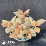 Adromischus Good Fortune Clustering