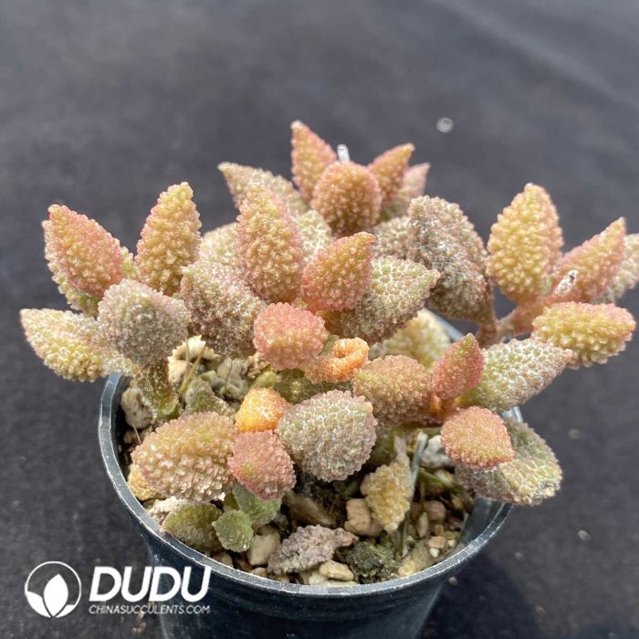 Adromischus Good Fortune Clustering - Image 2