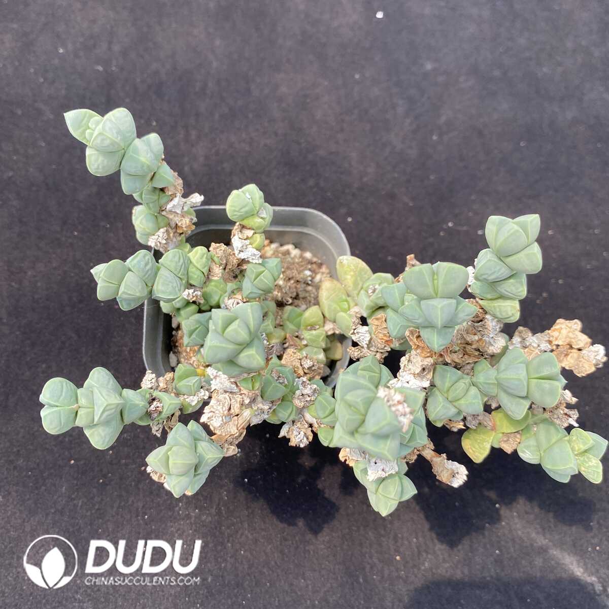 1753162554-e201.jpg Astridia Corpuscularia lehmannii variegata Clustering - Image 1