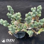 Astridia Corpuscularia lehmannii variegata Clustering - Image 2