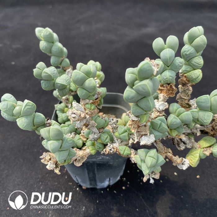 Astridia Corpuscularia lehmannii variegata Clustering - Image 2