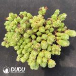 Crassula Moonglow Clustering（3-4 heads）