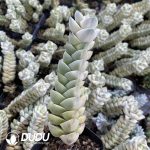 Crassula Moonglow
