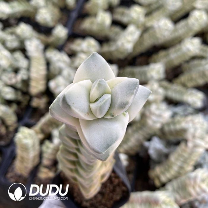 Crassula Moonglow - Image 2