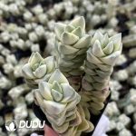 Crassula Deceptor