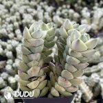 Crassula Deceptor - Image 2