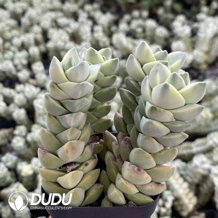 Crassula Deceptor - Image 2