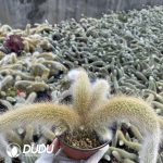 CleistoCactus-winteri.Monkey Tail Cactus Clustering