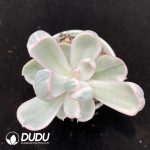 Echeveria Berkeley Variegated