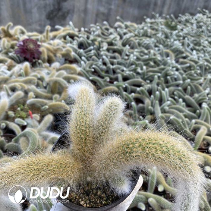 CleistoCactus-winteri.Monkey Tail Cactus Clustering - Image 2