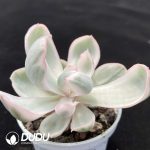 Echeveria Berkeley Variegated - Image 2