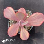 Echeveria Angel??s Wing Variegated