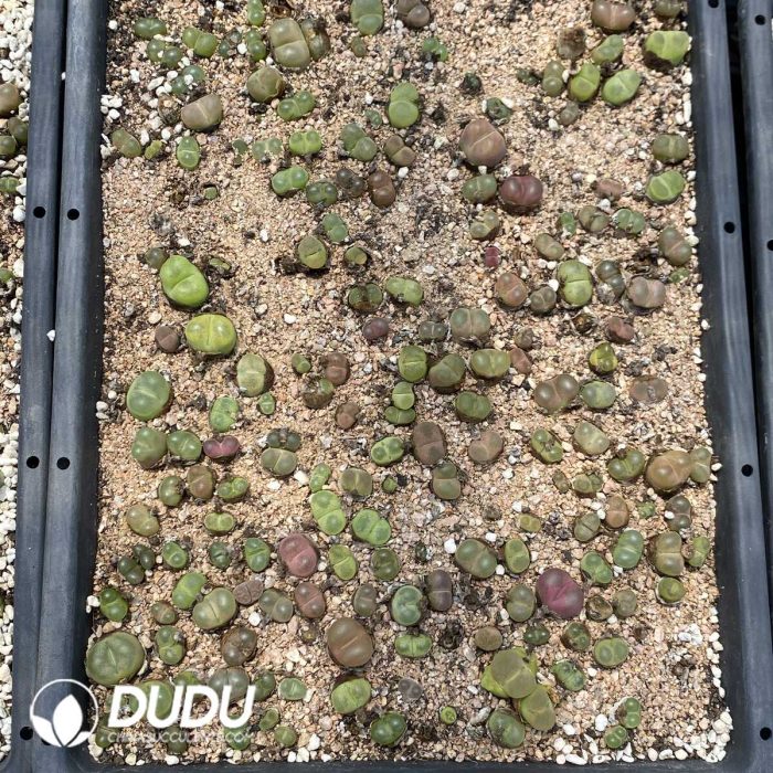 Conophytum Mauhani - Image 2