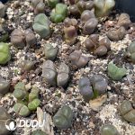 Conophytum V mouth