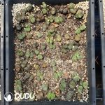 Conophytum V mouth - Image 2