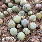 Conophytum Sao Powder