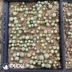 Conophytum Sao Powder - Image 2