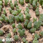 Conophytum Major Genera Mixed