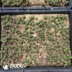 Conophytum Major Genera Mixed - Image 2