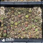 Conophytum Mauhani - Image 2