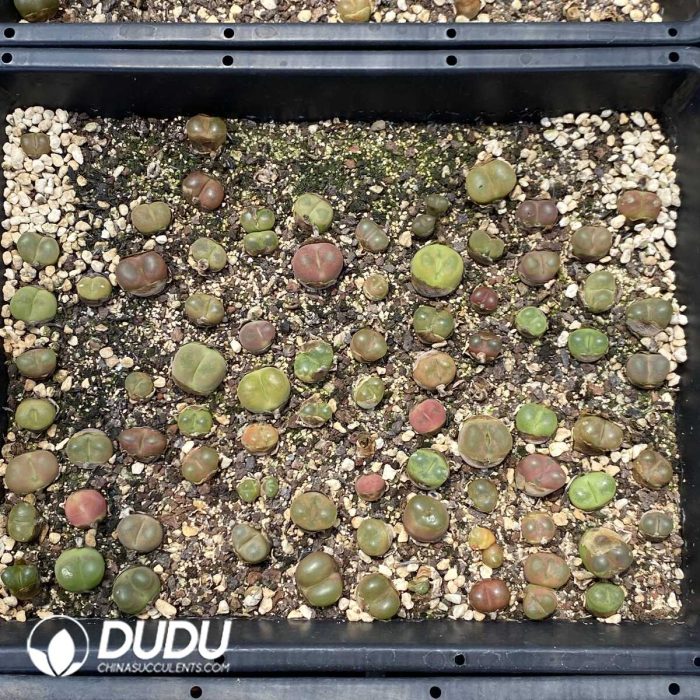 Conophytum Mauhani - Image 2