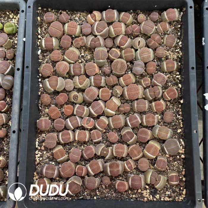 Lithops mixed - Image 2