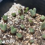 Conophytum Bird Hani - Image 2