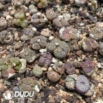 Conophytum Monkey Face Minimum