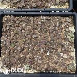 Conophytum Monkey Face Minimum - Image 2