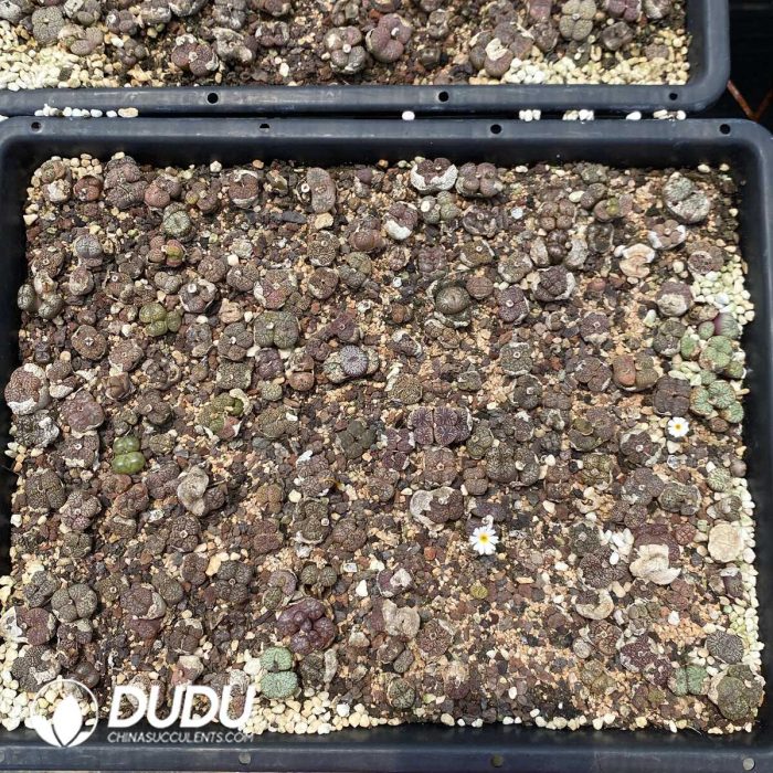 Conophytum Monkey Face Minimum - Image 2