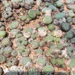 Conophytum Bilobum Hybrids