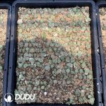 Conophytum Bilobum Hybrids - Image 2
