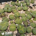 Lithops Lesliei Greenhorn