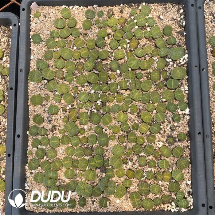 Lithops Lesliei Greenhorn - Image 2