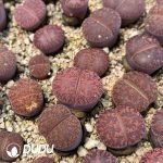 Lithops Dorotheae Cluster