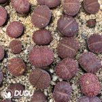 Lithops Dorotheae Cluster - Image 2