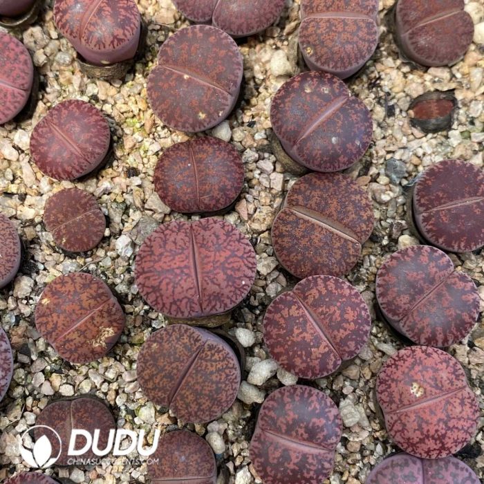 Lithops Dorotheae Cluster - Image 2