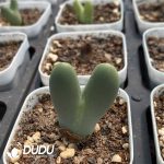 Conophytum Obcordellum Hybrids Clustering