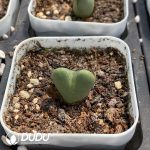 Conophytum Obcordellum Hybrids Clustering - Image 2