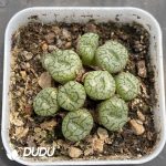 Conophytum Obcordellum Hybrids Clustering