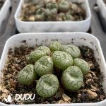 Conophytum Obcordellum Hybrids Clustering - Image 2