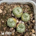Conophytum Obcordellum Hybrids Clustering